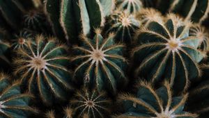 Preview wallpaper cactus, cacti, needles, plant, houseplant