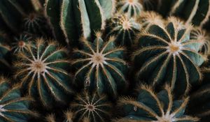 Preview wallpaper cactus, cacti, needles, plant, houseplant