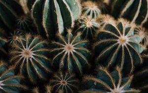 Preview wallpaper cactus, cacti, needles, plant, houseplant