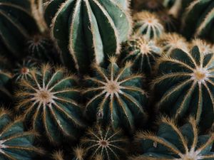 Preview wallpaper cactus, cacti, needles, plant, houseplant