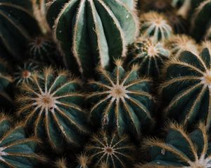 Preview wallpaper cactus, cacti, needles, plant, houseplant