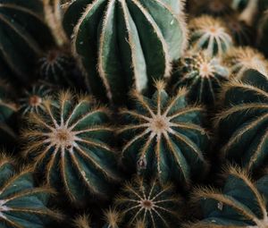 Preview wallpaper cactus, cacti, needles, plant, houseplant