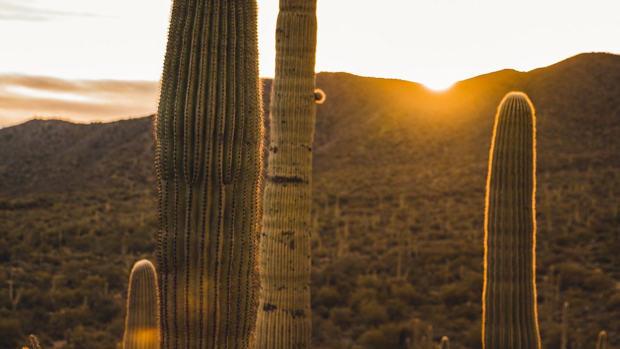 Wallpaper cactus, desert, sunset