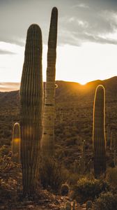 Preview wallpaper cactus, desert, sunset