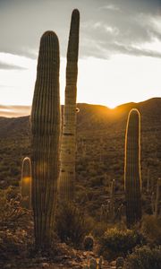 Preview wallpaper cactus, desert, sunset
