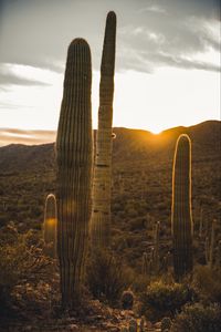 Preview wallpaper cactus, desert, sunset