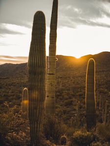 Preview wallpaper cactus, desert, sunset