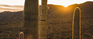 Preview wallpaper cactus, desert, sunset