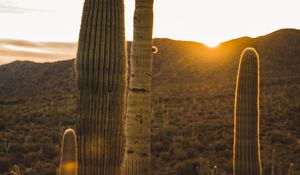 Preview wallpaper cactus, desert, sunset