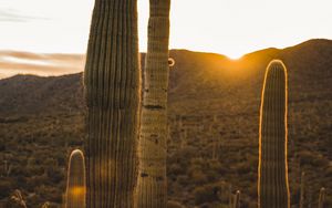 Preview wallpaper cactus, desert, sunset