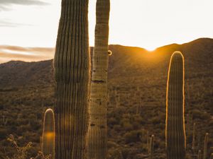Preview wallpaper cactus, desert, sunset