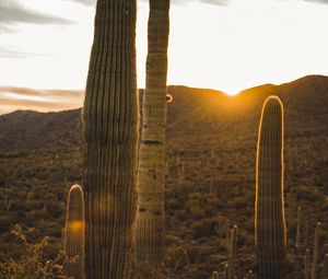 Preview wallpaper cactus, desert, sunset