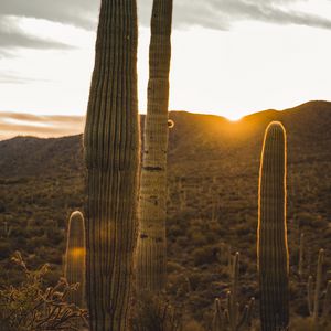 Preview wallpaper cactus, desert, sunset