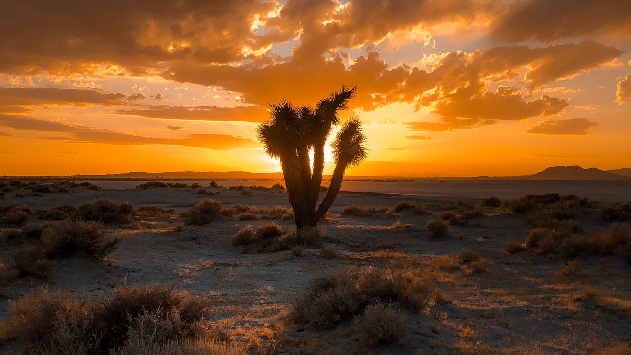Wallpaper cactus, desert, sunset, sand, bushes