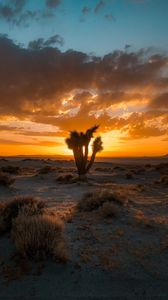 Preview wallpaper cactus, desert, sunset, sand, bushes
