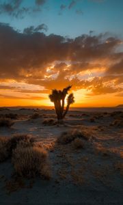 Preview wallpaper cactus, desert, sunset, sand, bushes