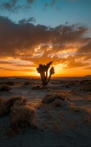 Preview wallpaper cactus, desert, sunset, sand, bushes