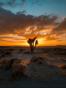 Preview wallpaper cactus, desert, sunset, sand, bushes