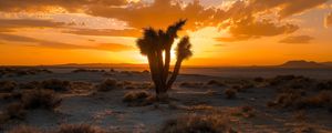 Preview wallpaper cactus, desert, sunset, sand, bushes