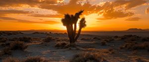 Preview wallpaper cactus, desert, sunset, sand, bushes