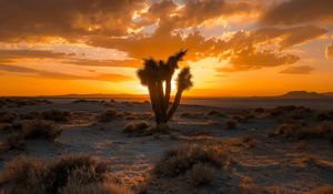 Preview wallpaper cactus, desert, sunset, sand, bushes