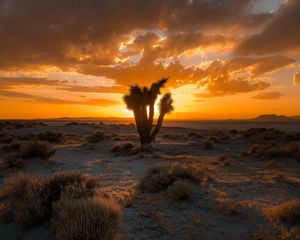 Preview wallpaper cactus, desert, sunset, sand, bushes