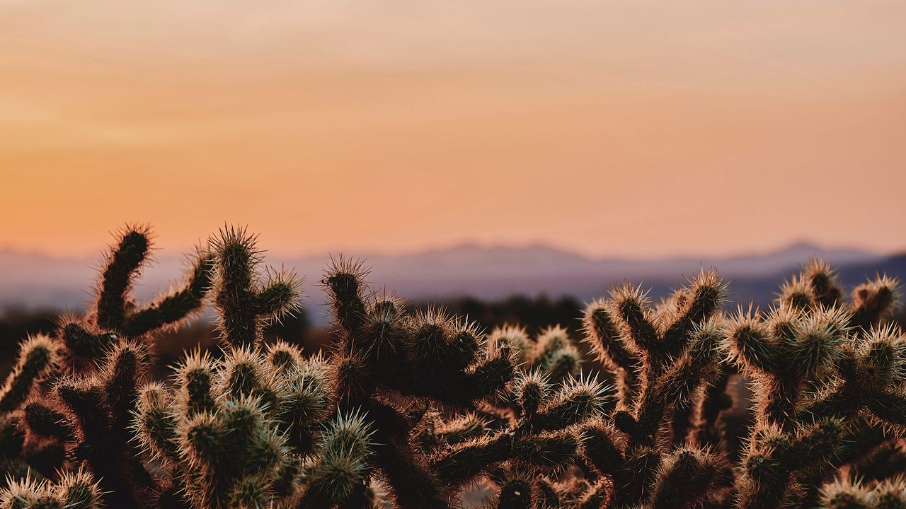 Wallpaper cactus, desert, wilderness, spiny, evening, joshua tree national park, california, usa