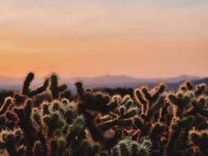 Preview wallpaper cactus, desert, wilderness, spiny, evening, joshua tree national park, california, usa