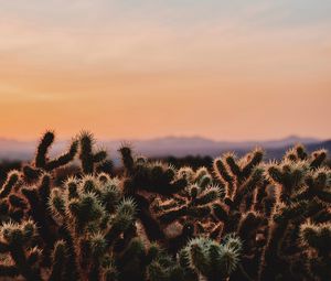 Preview wallpaper cactus, desert, wilderness, spiny, evening, joshua tree national park, california, usa