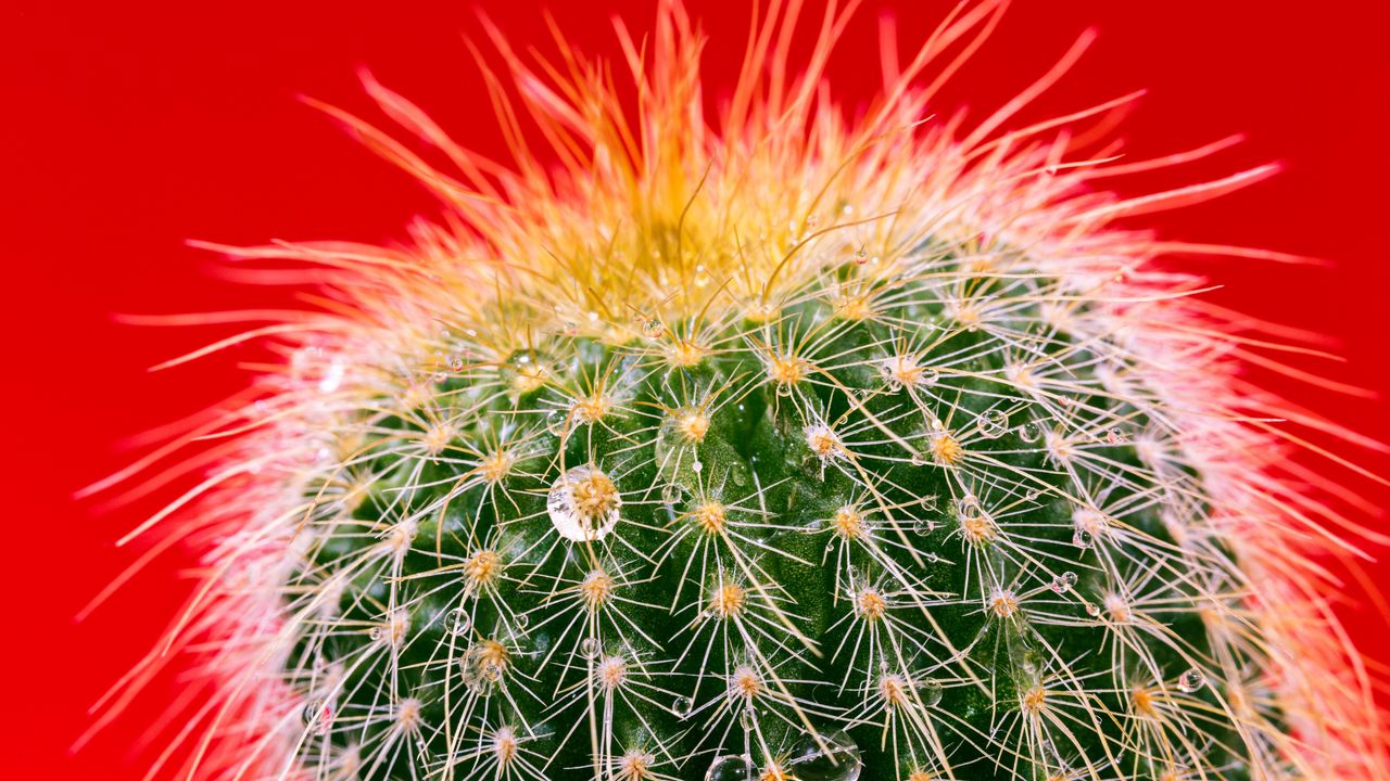 Wallpaper cactus, drops, needles