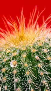 Preview wallpaper cactus, drops, needles