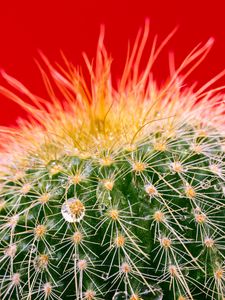 Preview wallpaper cactus, drops, needles