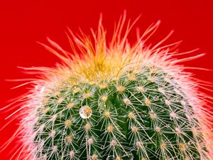 Preview wallpaper cactus, drops, needles
