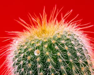 Preview wallpaper cactus, drops, needles