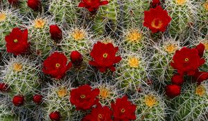 Preview wallpaper cactus, flower, blooms, buds, needles