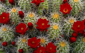 Preview wallpaper cactus, flower, blooms, buds, needles