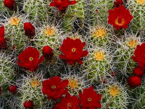 Preview wallpaper cactus, flower, blooms, buds, needles