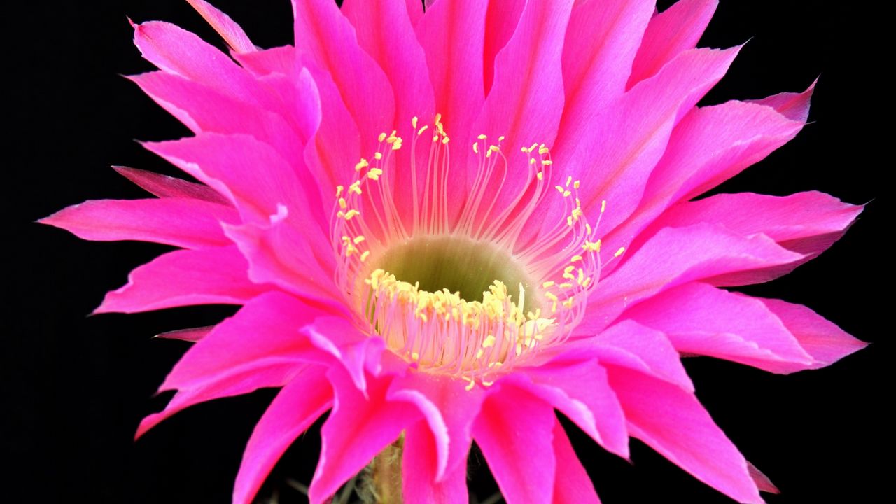 Wallpaper cactus, flower, blossomed, background