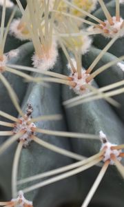 Preview wallpaper cactus, flower, close-up