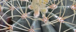 Preview wallpaper cactus, flower, close-up