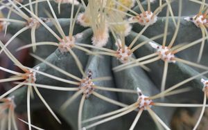 Preview wallpaper cactus, flower, close-up