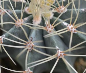 Preview wallpaper cactus, flower, close-up