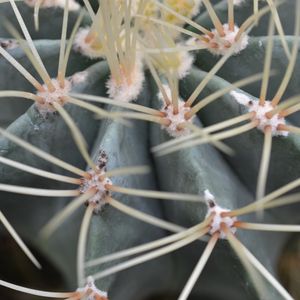 Preview wallpaper cactus, flower, close-up