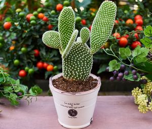Preview wallpaper cactus, flower, houseplant