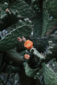 Preview wallpaper cactus, flower, macro, plant