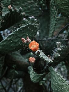Preview wallpaper cactus, flower, macro, plant