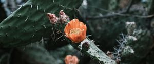 Preview wallpaper cactus, flower, macro, plant