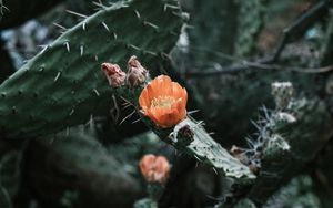 Preview wallpaper cactus, flower, macro, plant