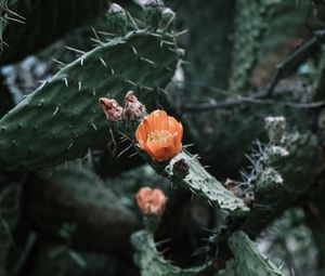 Preview wallpaper cactus, flower, macro, plant