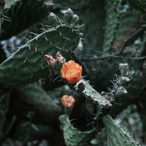 Preview wallpaper cactus, flower, macro, plant